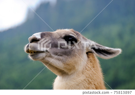 Portrait of Alpaca on a green background Portrait of Alpaca on a green background 75813897