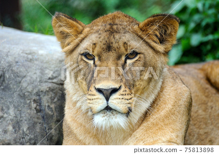 A portrait of a lioness relaxing on grass A portrait of a lioness relaxing on grass 75813898