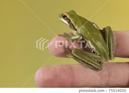 Frog,  La Pampa, Argentina 75814020