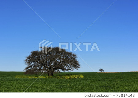 Calden Tree, Landscape,Pampas 75814148