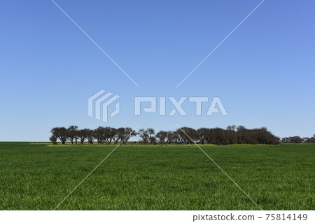 Calden Tree, Landscape,Pampas 75814149