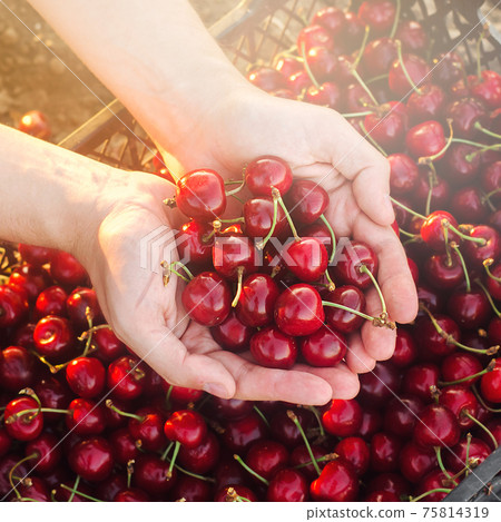 Farmer holds freshly picked red cherries in a box. Fresh organic fruits. Summer harvest. Selective focus. Farmer holds freshly picked red cherries in a box. Fresh organic fruits. Summer harvest. Selective focus. 75814319