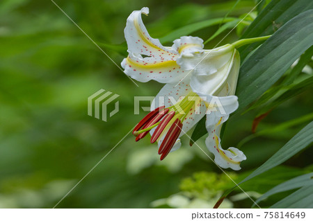 尤里女王（Yuri Queen）是日本特產，尤里·山百合（Yuri Yamayuri），夏天會盛開大花 75814649