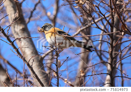 Atli棲息在樹枝上 Atli棲息在樹枝上 75814973