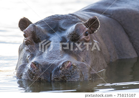 Hippopotamus , Kruger National Park , Africa 75815107