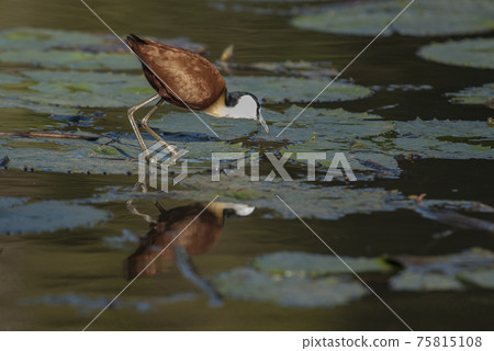African jacana African jacana 75815108