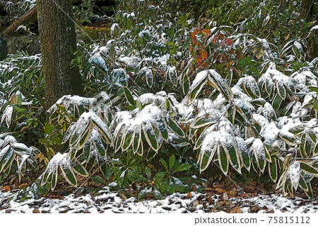 東山植物園冬季景觀 東山植物園冬季景觀 75815112