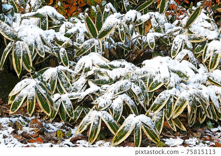 東山植物園冬季景觀 東山植物園冬季景觀 75815113
