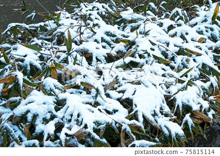 Higashiyama Botanical Garden winter view 75815114