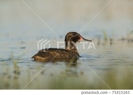 Black-headed Duck 75815265