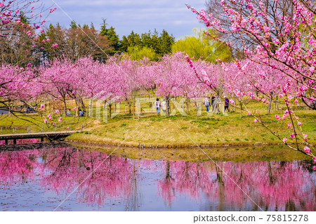 粉色反射4 75815278