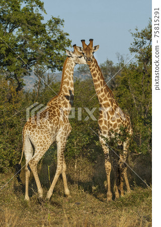 Giraffa, Kruger National Park 75815291