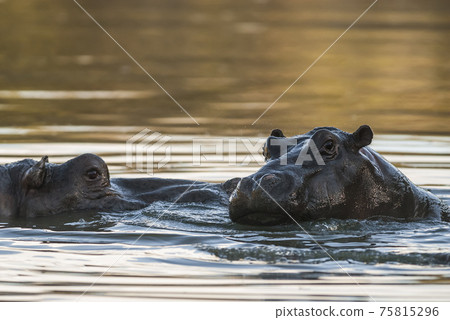Hippopotamus , Kruger National Park , Africa Hippopotamus , Kruger National Park , Africa 75815296