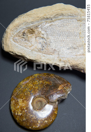 魚和炸藥化石 75815455
