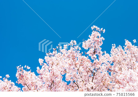 (Nature-flower) Blue sky and Sakura 10 (Nature-flower) Blue sky and Sakura 10 75815566