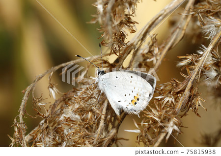 Swallowfish 75815938