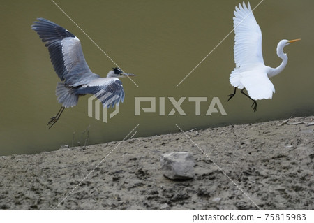 Heron chase 75815983