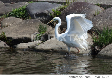 Kingfisher Great Egret 75816226