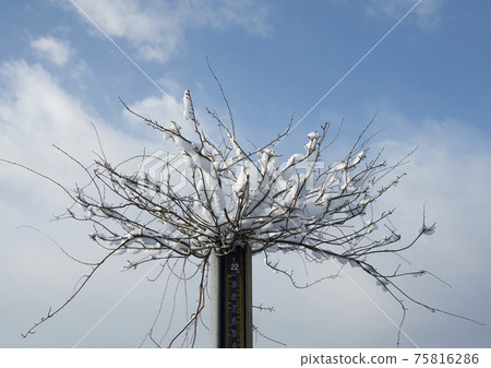 Snow scene 75816286