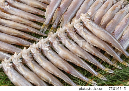 美味的北海道shishamo 75816545