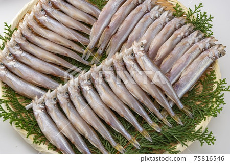 美味的北海道shishamo 75816546