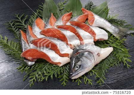 Hokkaido fresh salmon 75816720