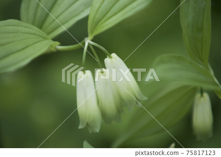 Disporum無梗的花和葉 Disporum無梗的花和葉 75817123