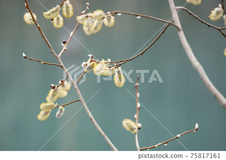 褪色柳_白銀花序和黃色雄花序 褪色柳_白銀花序和黃色雄花序 75817161