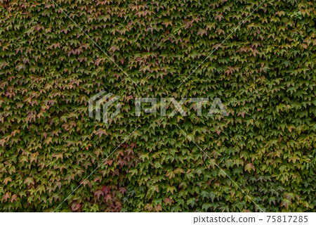 United Kingdom United Kingdom Green ivy one side United Kingdom United Kingdom Green ivy one side 75817285