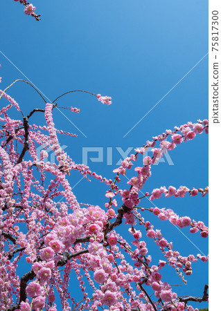盛開的垂枝梅花 盛開的垂枝梅花 75817300