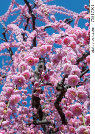 盛開的垂枝梅花 盛開的垂枝梅花 75817301