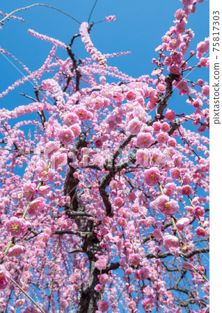 盛開的垂枝梅花 盛開的垂枝梅花 75817303