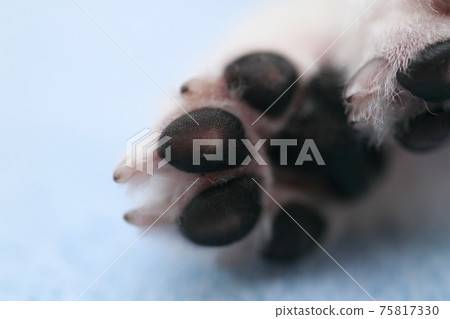 寵物狗博美犬爪子 寵物狗博美犬爪子 75817330