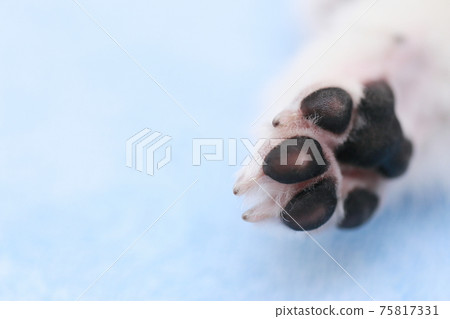 寵物狗博美犬爪子 寵物狗博美犬爪子 75817331