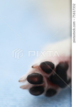 寵物狗博美犬爪子 寵物狗博美犬爪子 75817332