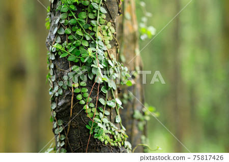 Parasitic vine wrapped around tree trunk in tropical forest Parasitic vine wrapped around tree trunk in tropical forest 75817426