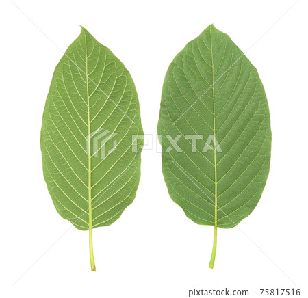 Cottage leaf isolated on white background 75817516