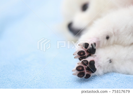 寵物狗博美犬爪子 寵物狗博美犬爪子 75817679