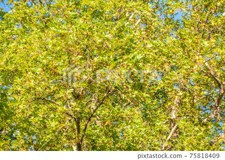 Green Leaves and futis of Pltatanus oreintalis tree in sunset light Green Leaves and futis of Pltatanus oreintalis tree in sunset light 75818409