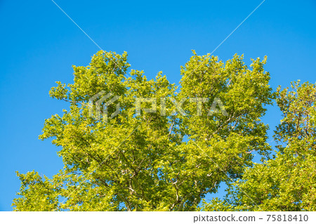 Green Leaves of Pltatanus oreintalis tree on blue sky background Green Leaves of Pltatanus oreintalis tree on blue sky background 75818410