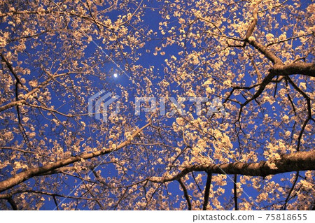 Meigetsu晚上仰望著發光的櫻花 75818655