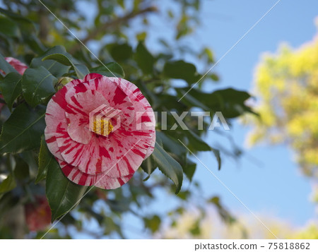 紅色的山茶花，有白色斑點 75818862