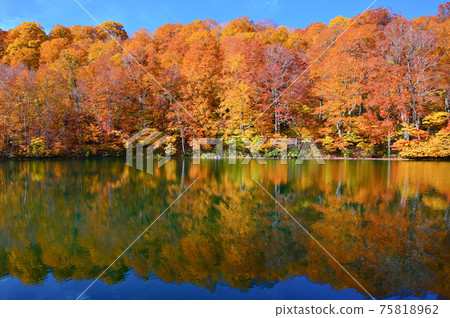 鐮池秋葉信州小樽村 鐮池秋葉信州小樽村 75818962