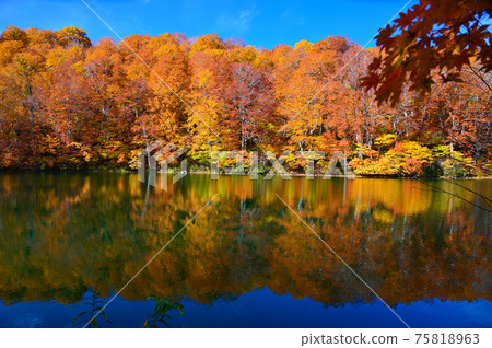 鐮池秋葉信州小樽村 鐮池秋葉信州小樽村 75818963