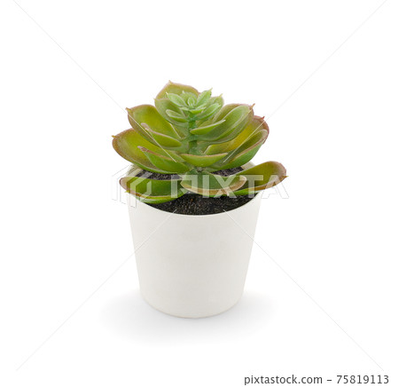 Succulent plants in pots on white background Succulent plants in pots on white background 75819113