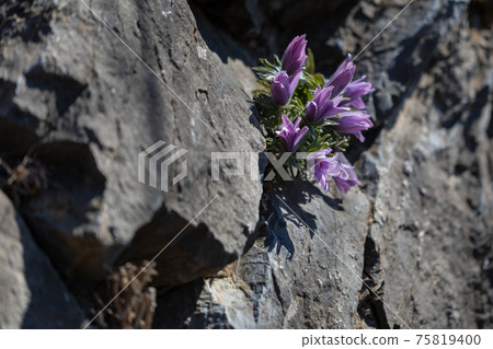 Grandmother's flower, a spring flower that blooms on a rock by the river 75819400