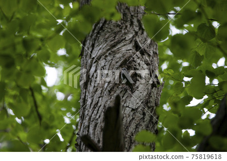 Looking up at the tree through the leaves - Stock Photo [75819618