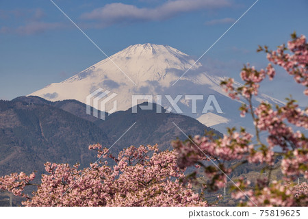 美麗的富士山和櫻花是日本春天的象徵 75819625