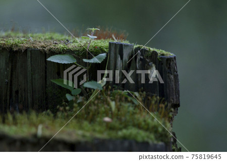 Stump and moss forest_cross section 75819645