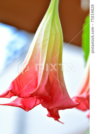 Flower morning glory Flower morning glory 75819826